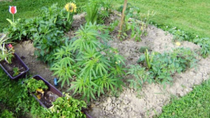 Does the Kind of Marijuana affect teh Effectiveness of Weed Killers